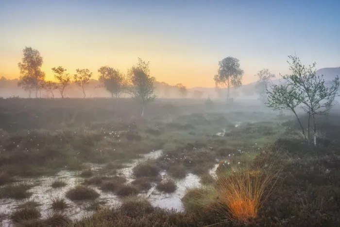 Framed Print : Morning mist in Moor, Kendlmuehlfilzen, Grassau, Chiemgau, Bavaria, Germany, Europe Framed Print : Morning mist in Moor, Kendlmuehlfilzen, Grassau, Chiemgau, Bavaria, Germany, Europe