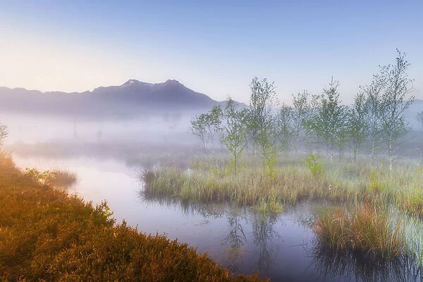 Morning mist in Moor, Kendlmuehlfilzen, Grassau, Chiemgau, Bavaria, Germany, Europe