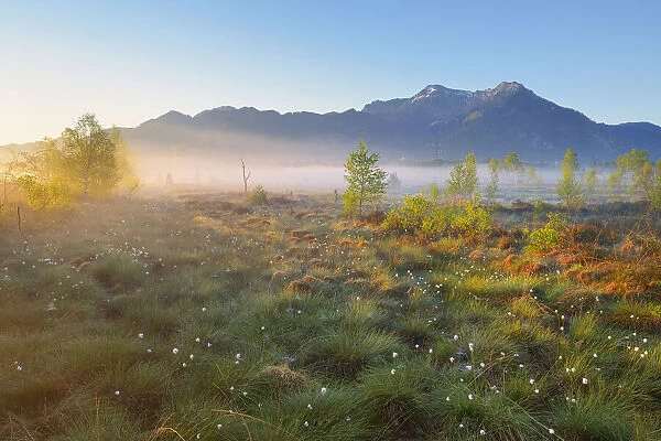Morning mist in Moor, Kendlmuehlfilzen, Grassau, Chiemgau, Bavaria, Germany, Europe