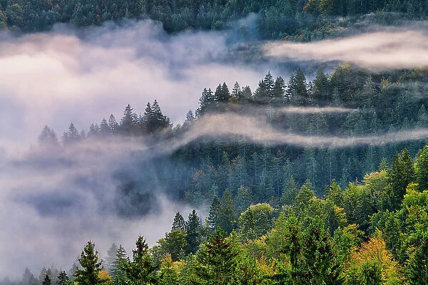 Morning Mist Through Pine Forest, Slovenia, Europe