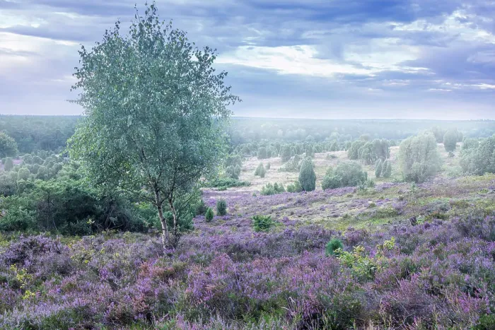 Framed Print : Morning mist in the Totengrund heathland near the village of Wilsede, Luneburg Heath, Lower Saxony, Germany Framed Print : Morning mist in the Totengrund heathland near the village of Wilsede, Luneburg Heath, Lower Saxony, Germany