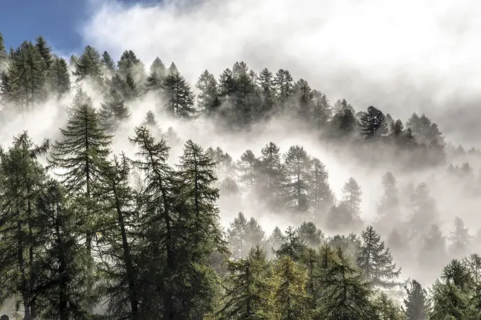 Framed Print : The morning mists rise from a forest of larch trees in Engadine. Canton of graubuenden Framed Print : The morning mists rise from a forest of larch trees in Engadine. Canton of graubuenden