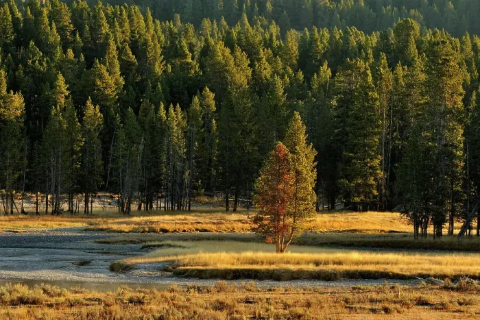 Framed Print : Morning mists on the Yellowstone River near the Mud Volcano, Yellowstone NP, Wyoming, USA Framed Print : Morning mists on the Yellowstone River near the Mud Volcano, Yellowstone NP, Wyoming, USA