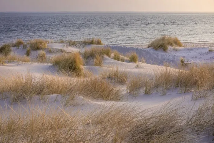 Framed Print : Morning mood in the dunes of the Ellenbogen nature reserve, Sylt, Schleswig-Holstein Framed Print : Morning mood in the dunes of the Ellenbogen nature reserve, Sylt, Schleswig-Holstein