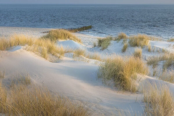 Morning mood in the dunes of the Ellenbogen nature reserve, Sylt, Schleswig-Holstein