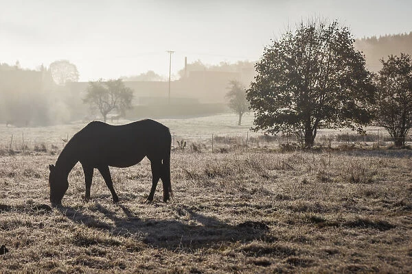 Morning mood on a horse pasture in late autumn in the valley near Niederseelbach