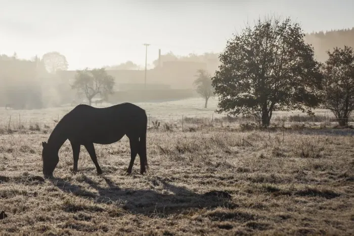 Framed Print : Morning mood on a horse pasture in late autumn in the valley near Niederseelbach Framed Print : Morning mood on a horse pasture in late autumn in the valley near Niederseelbach