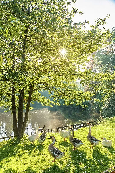 Morning mood in the Oldenburg castle garden, Oldenburger Land, Lower Saxony, Germany