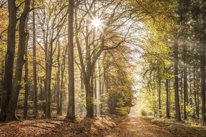 Framed Print : Morning rays of light in the Rheingau-Taunus Nature Park, Niedernhausen, Hesse, Germany