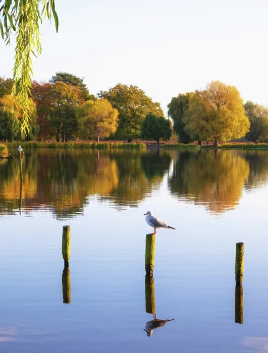 Framed Print : Morning reflections in Heron Pond, Bushy Park, London, England Framed Print : Morning reflections in Heron Pond, Bushy Park, London, England