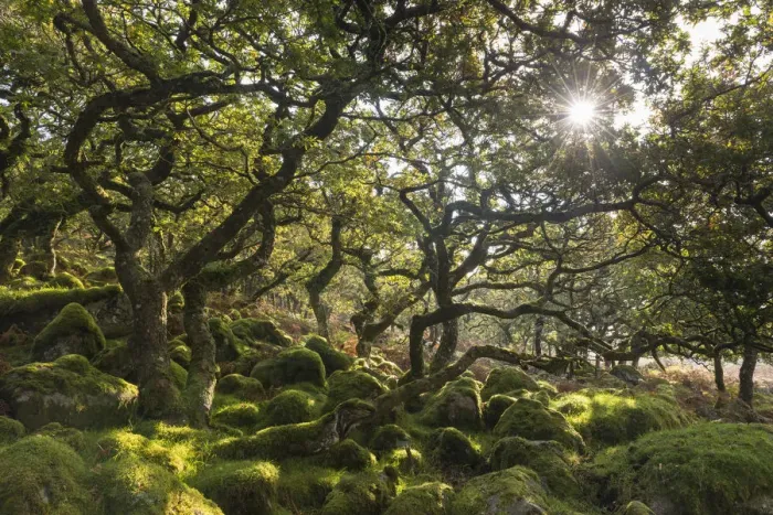 Framed Print : Morning sun shining through Black a Tor Copse, a stunted oak woodland on Dartmoor Framed Print : Morning sun shining through Black a Tor Copse, a stunted oak woodland on Dartmoor