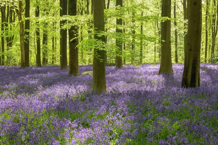 Framed Print : Morning sunlight in a bluebell woodland, West Woods, Wiltshire, England. Spring (May) 2022 Framed Print : Morning sunlight in a bluebell woodland, West Woods, Wiltshire, England. Spring (May) 2022