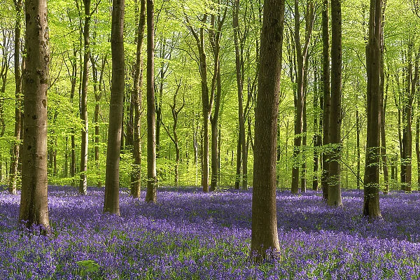 Morning sunlight in a bluebell woodland, West Woods, Wiltshire, England. Spring (May) 2022