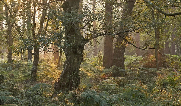 Morning sunlight illuminates a woodland near Webbers Post, Exmoor, Somerset, England