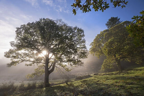 Morning sunshine burning through mist, Lake District, Cumbria, England. Autumn (November)