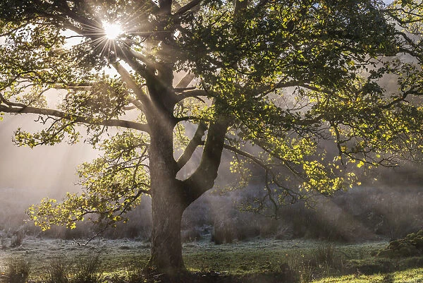 Morning sunshine streaming through the branches of a deciduous tree in the Lake District