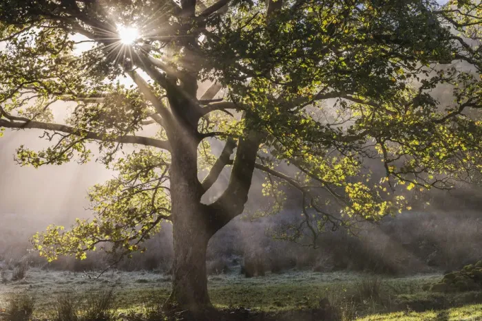 Framed Print : Morning sunshine streaming through the branches of a deciduous tree in the Lake District Framed Print : Morning sunshine streaming through the branches of a deciduous tree in the Lake District