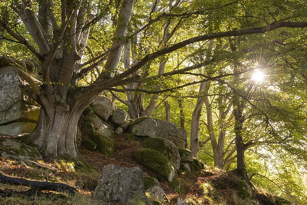 Morning sunshine streaming into a deciduous woodland, Dartmoor, Devon, England