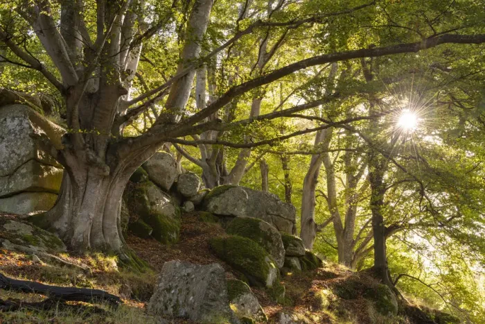 Framed Print : Morning sunshine streaming into a deciduous woodland, Dartmoor, Devon, England Framed Print : Morning sunshine streaming into a deciduous woodland, Dartmoor, Devon, England