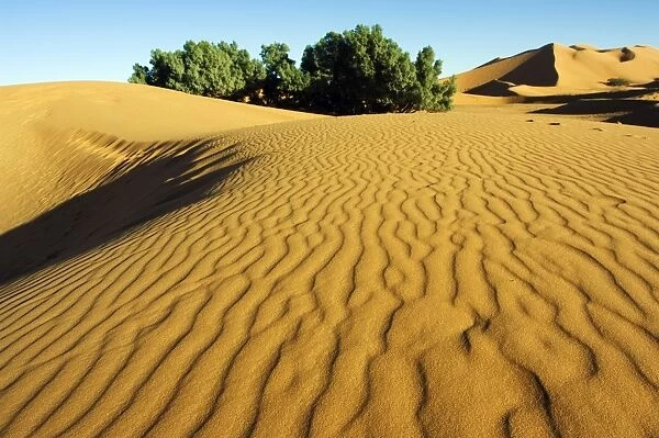 Morocco Merzouga Erg Chebbi Sand Dunes Ripple
