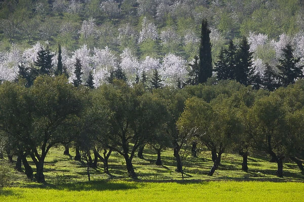 Morocco, Region Kandar et Sebou, Village of BHALIL -Spring Orchard