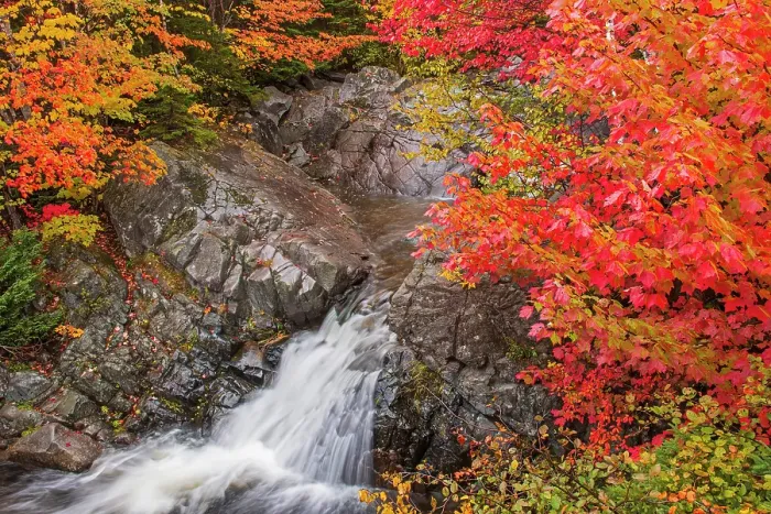 Framed Print : Morrison Brook Falls in Hardwood forest in autumn on the Cabot Trail, Cape Breton, Morrison Brook, Nova Scotia, Canada Framed Print : Morrison Brook Falls in Hardwood forest in autumn on the Cabot Trail, Cape Breton, Morrison Brook, Nova Scotia, Canada