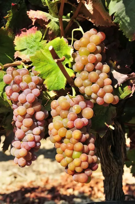 Framed Print : Moscatel Roxo (purple-pink muscat) grape variety. Vila Nogueira de Azeitao, Setubal