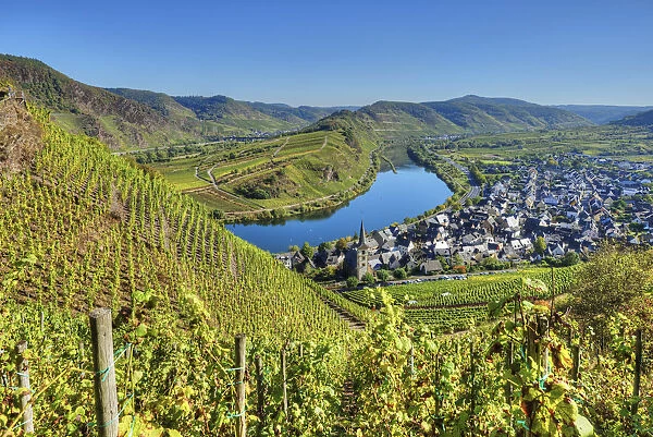Mosel with Calmont vineyard, Bremm, Rhineland-Palatinate, Germany