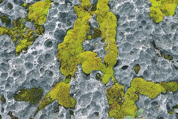 Moss on alvar (limestone) at South Baymouth, Manitoulin Island, Ontario, Canada