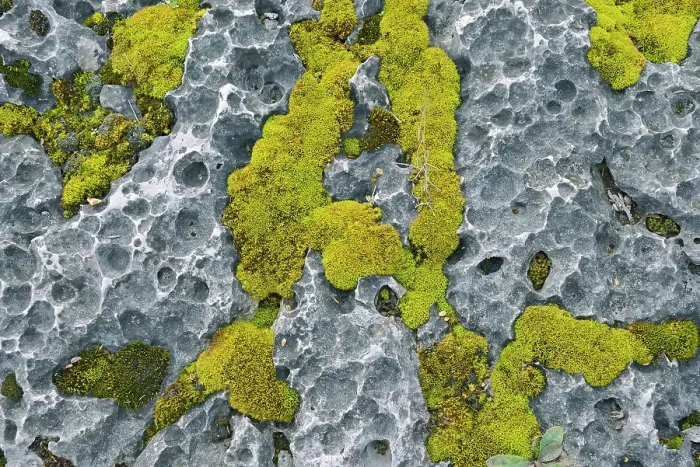 Framed Print : Moss on alvar (limestone) at South Baymouth, Manitoulin Island, Ontario, Canada Framed Print : Moss on alvar (limestone) at South Baymouth, Manitoulin Island, Ontario, Canada