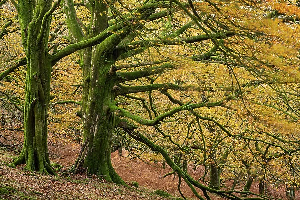 Moss covered beech trees with golden leaves, Dartmoor National Park, Devon, England. Autumn (November) 2018