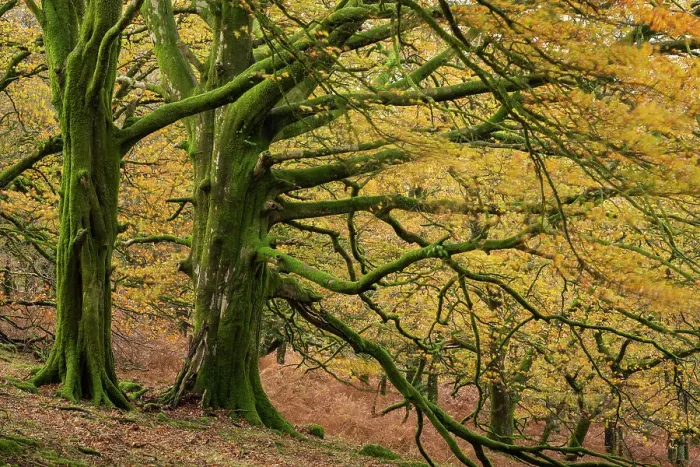 Framed Print : Moss covered beech trees with golden leaves, Dartmoor National Park, Devon, England. Autumn (November) 2018 Framed Print : Moss covered beech trees with golden leaves, Dartmoor National Park, Devon, England. Autumn (November) 2018