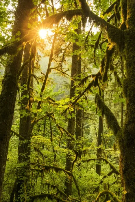 Framed Print : Moss-covered Big Leaf Maple Trees, Silver Falls State Park, Oregon, USA Framed Print : Moss-covered Big Leaf Maple Trees, Silver Falls State Park, Oregon, USA