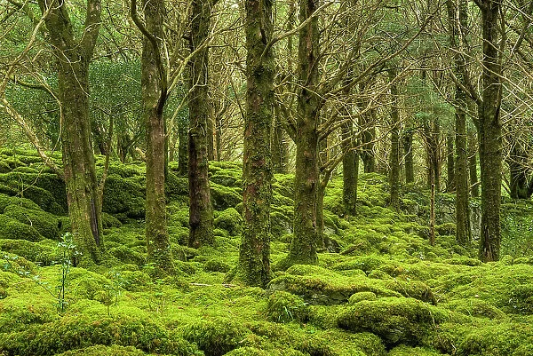 Moss Covered Forest, Reenadinna, an ancient yew woodland in Irelands Killarney National Park, Killarney, Ring of Kerry, Co. Kerry, Ireland, Europe