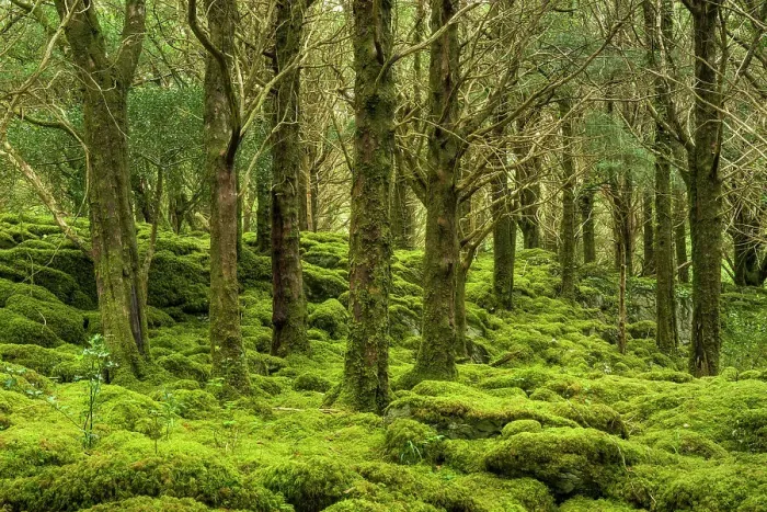 Framed Print : Moss Covered Forest, Reenadinna, an ancient yew woodland in Irelands Killarney National Park, Killarney, Ring of Kerry, Co. Kerry, Ireland, Europe Framed Print : Moss Covered Forest, Reenadinna, an ancient yew woodland in Irelands Killarney National Park, Killarney, Ring of Kerry, Co. Kerry, Ireland, Europe