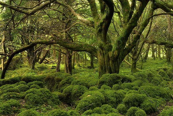 Moss Covered Forest, Reenadinna, an ancient yew woodland in Irelands Killarney National Park, Killarney, Ring of Kerry, Co. Kerry, Ireland, Europe