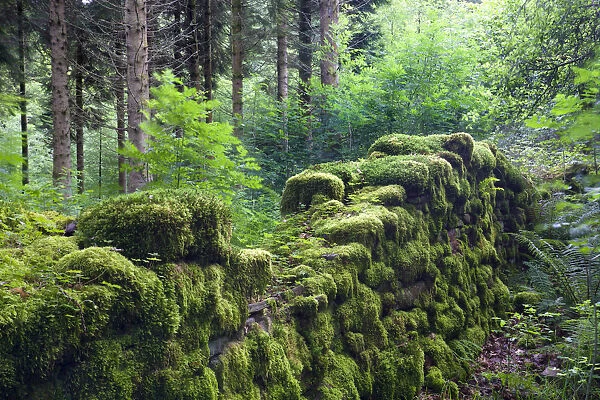 Moss covered remains of a dry stone wall in a woodland, Brecon Beacons National Park