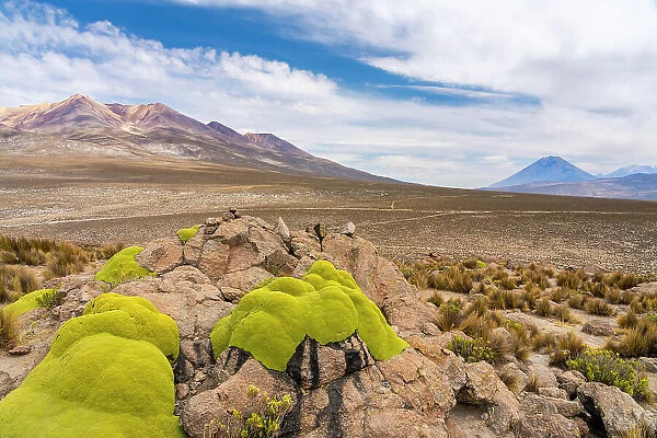 Moss-covered rocks and turfs of grass with El Misti and Pichu Pichu volcanoes in background, Salinas y Aguada Blanca National Reserve, Arequipa Province, Arequipa Region, Peru