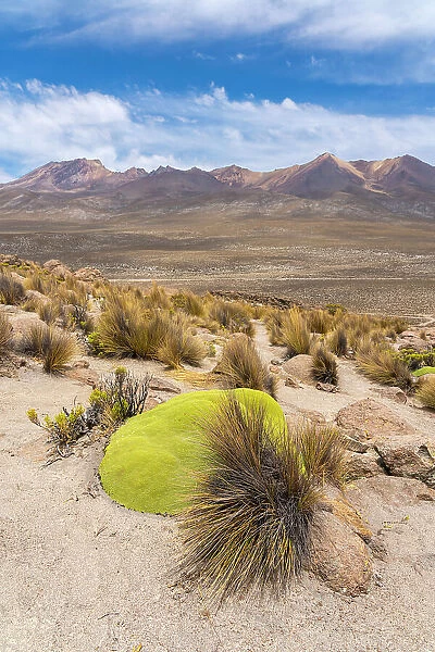 Moss-covered rocks and turfs of grass with Pichu Pichu volcanoe in background, Salinas y Aguada Blanca National Reserve, Arequipa Province, Arequipa Region, Peru