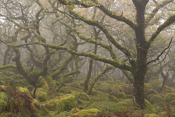 Moss covered stunted oak trees growing in Wistmans Wood, Dartmoor National Park