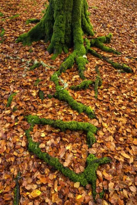 Framed Print : Moss-covered Tree Roots & Fallen Beech Leaves, Birks of Aberfeldy, Perth & Kinross Framed Print : Moss-covered Tree Roots & Fallen Beech Leaves, Birks of Aberfeldy, Perth & Kinross
