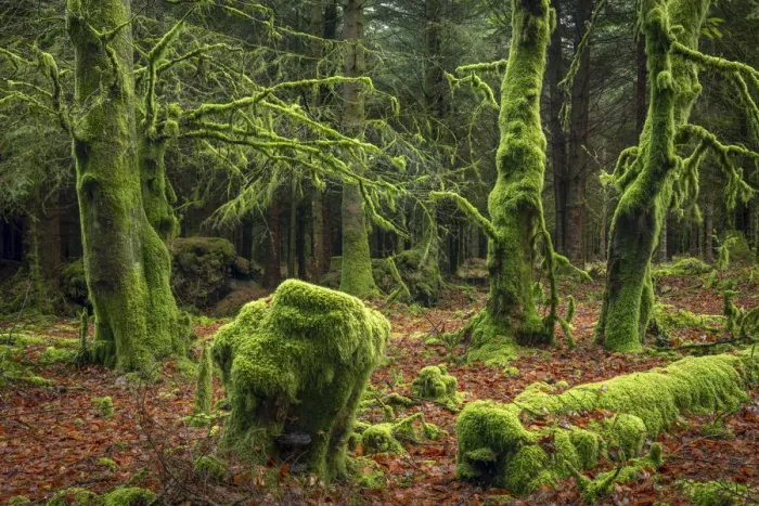 Framed Print : Moss covered trees in a Dartmoor forest, Dartmoor National Park, Devon, England Framed Print : Moss covered trees in a Dartmoor forest, Dartmoor National Park, Devon, England