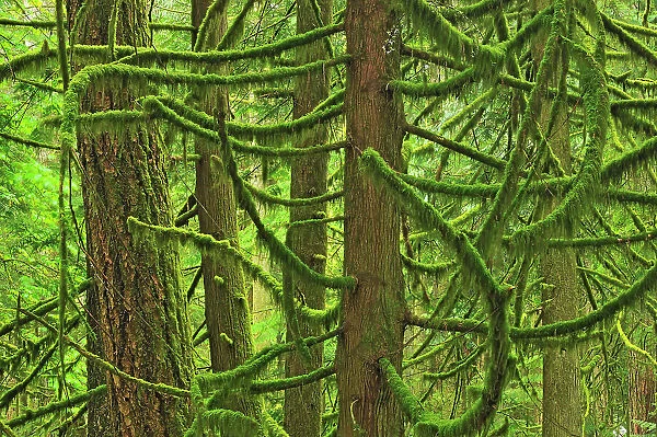 Moss covered trees in old growth coastal temperate rain forest (Cathedral Grove). MacMillan Provincial Park, British Columbia, Canada
