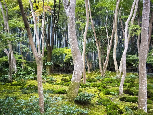 Moss garden at the Gio-ji temple, Arashiyama, Kyoto, Japan