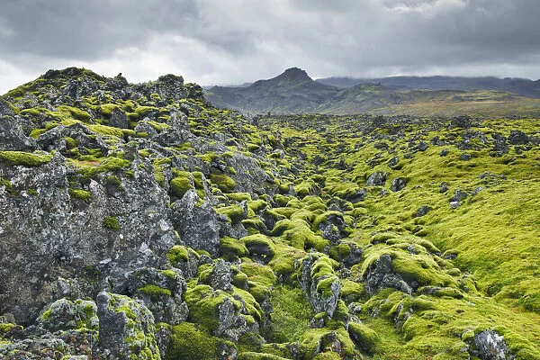 Moss landscape on lava - Iceland, Western Region, Snaefellsness, Berserkjahraun