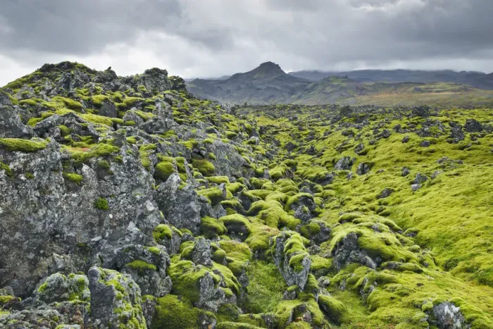 Framed Print : Moss landscape on lava - Iceland, Western Region, Snaefellsness, Berserkjahraun Framed Print : Moss landscape on lava - Iceland, Western Region, Snaefellsness, Berserkjahraun