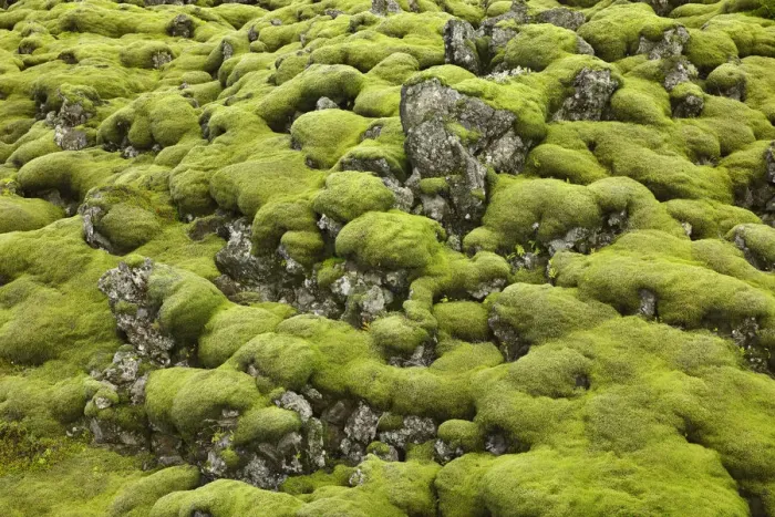 Framed Print : Moss landscape on lava rocks - Iceland, Southern Region, Kirkjubaejarklaustur, Land-brot Framed Print : Moss landscape on lava rocks - Iceland, Southern Region, Kirkjubaejarklaustur, Land-brot