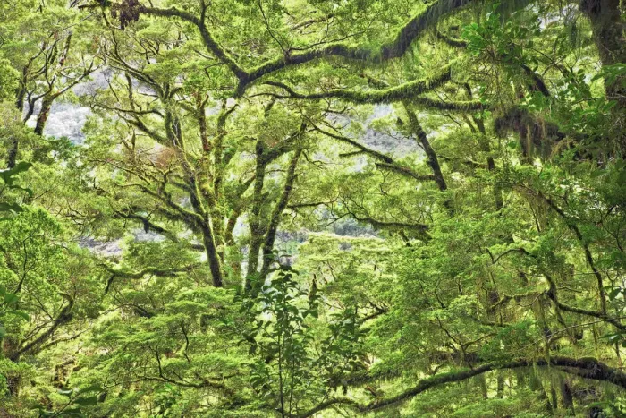 Framed Print : Mosscovered tree in rainforest - New Zealand, South Island, Southland, Fiordland Framed Print : Mosscovered tree in rainforest - New Zealand, South Island, Southland, Fiordland