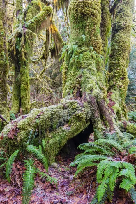 Framed Print : Mosses covered tree, Hoh rainforest, Olympic National Park, Washington, USA Framed Print : Mosses covered tree, Hoh rainforest, Olympic National Park, Washington, USA