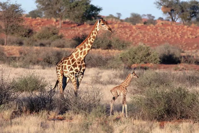 Framed Print : Mother & baby giraffe, Bagatelle Kalahari Game Ranch, Namibia, Africa Framed Print : Mother & baby giraffe, Bagatelle Kalahari Game Ranch, Namibia, Africa